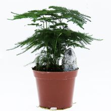 如何才能养好花（养花资料）             