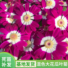 叶子像滴水观音的植物都有哪些 叶子像滴水观音的植物都有哪些图片
