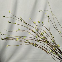 常见的一些花的花语英语翻译 常见的一些花的花语英语翻译怎么说