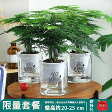 常见植物名称？ 常见植物名称和作用？