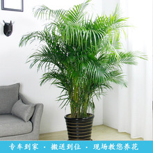 如何识别植物的名称？ ⅴivo手机能识别植物名称吗？