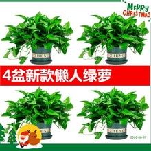多肉植物叶子软了(多肉植物叶子软了是什么原因)