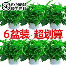 多肉植物花卉市场卖萌