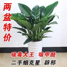 蜡牡丹怎么养多肉植物？