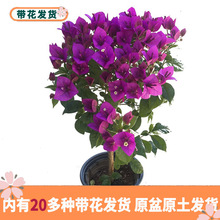 石蒜花耐阴