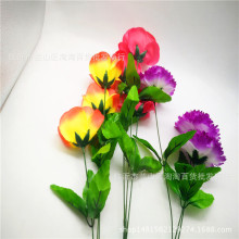 多肉植物福兔耳怎么养？
