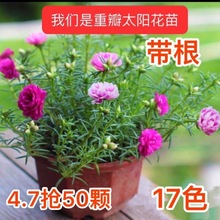 新年鲜花祝福语？ 新年送鲜花祝福语简短？