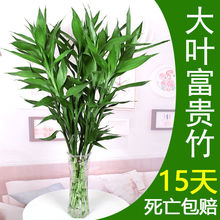石蒜花耐阴