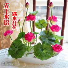 室内耐阴花期长又好养的花？