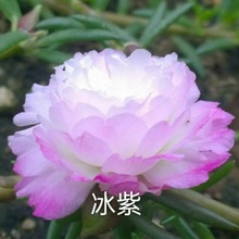 我想养花，可对花的知识一点也不懂，我应该先做什么呢？             