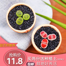 春性大发是什么意思？ 小麦“弱春性”是什么意思？