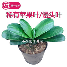 懂养龟知识的请指点