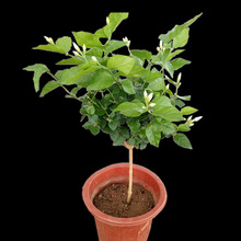 植物的主要类群？ 绿色植物的主要类群？