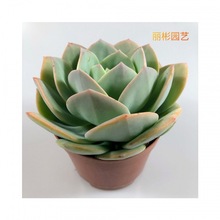 海洋名字大全？ 草果植物名称大全？